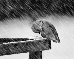 bird-in-the-rain